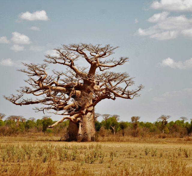 Baobab secolare_felicità_chiara del nero