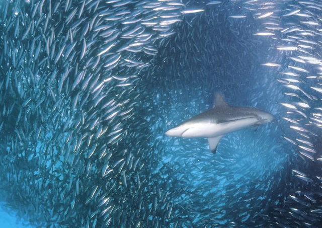 sardine-covid-coronavirus-chiara del nero